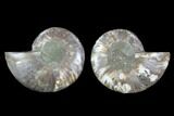 Cut & Polished Ammonite Fossil - Crystal Chambers #88218-1